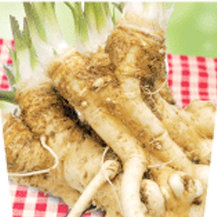 Horseradish 10cm