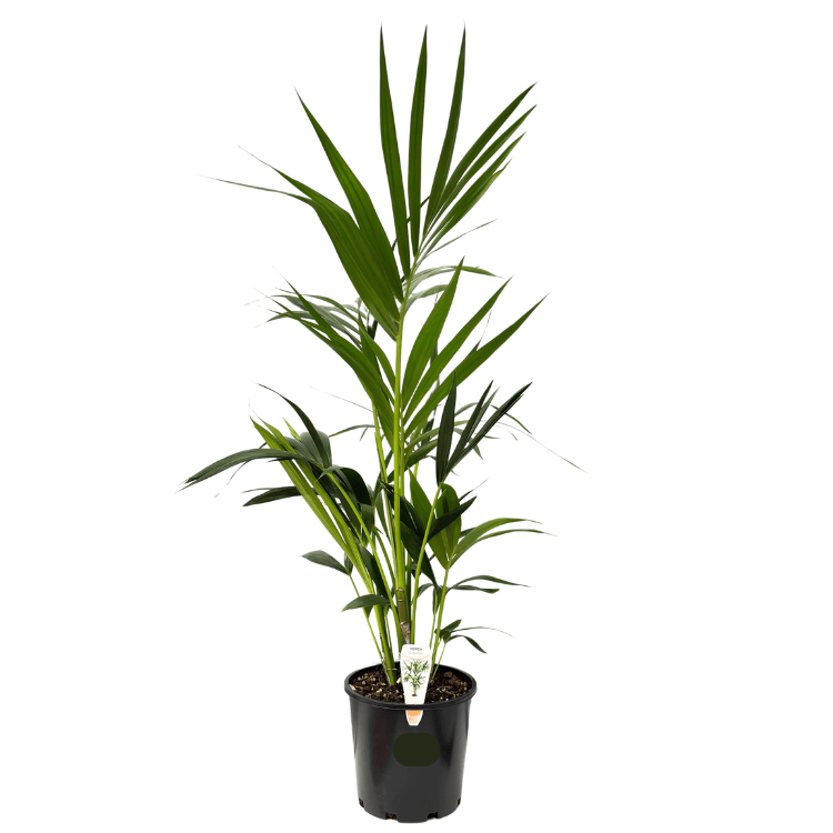Kentia Palm - Howea forsteriana 20cm
