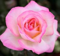 Rose Princess de Monaco Bush 20cm
