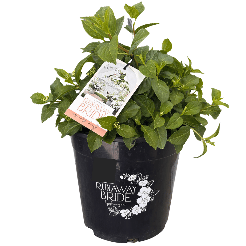 Hydrangea Runaway Bride 25cm