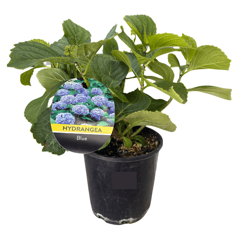 Hydrangea Assorted 18cm