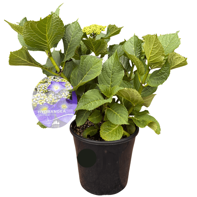 Hydrangea Lacecap Blue 20cm