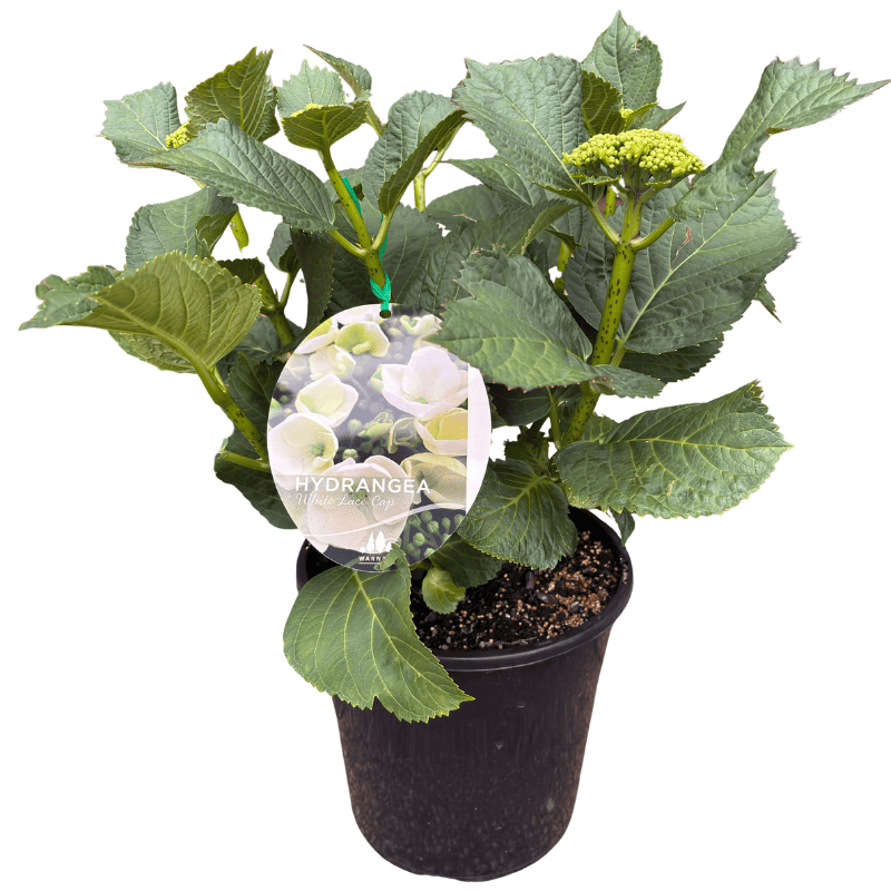 Hydrangea Lace Cap White 20cm