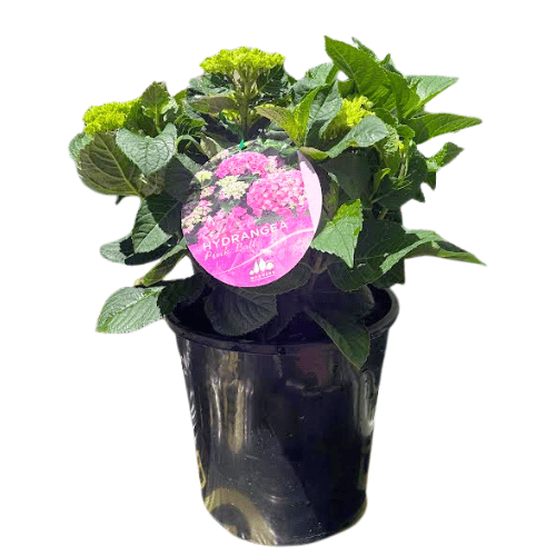 Hydrangea Ball Type Pink 20cm