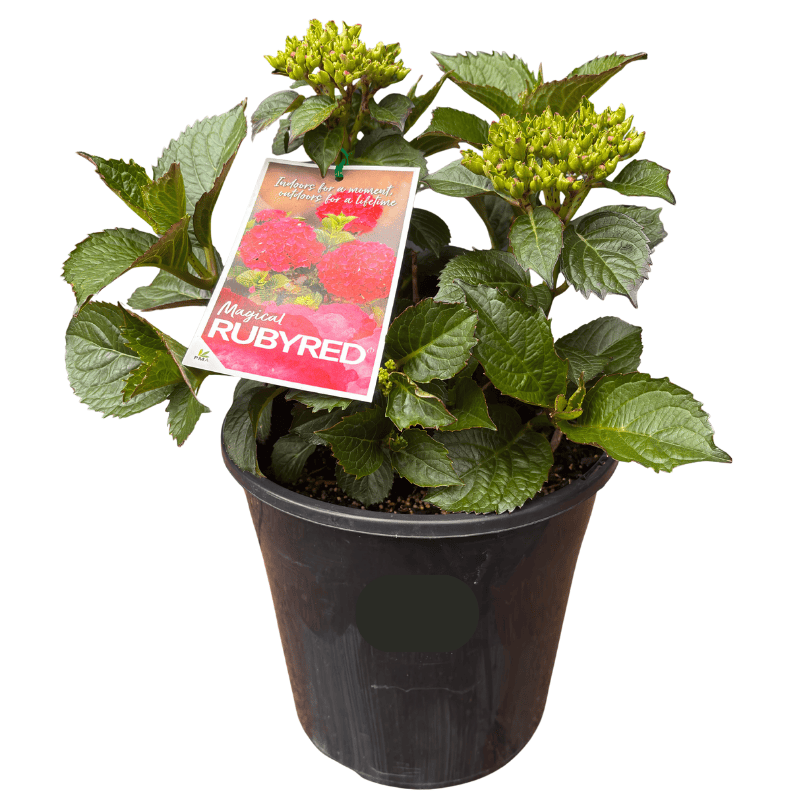 Hydrangea Ball Type Red 20cm