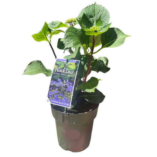 Hydrangea Black Lace 20cm