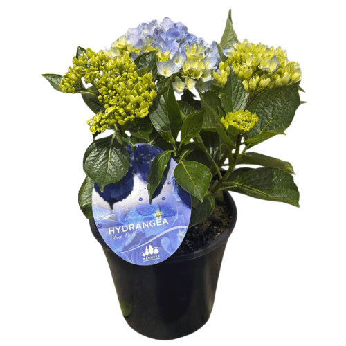 Hydrangea Ball Type Blue 20cm