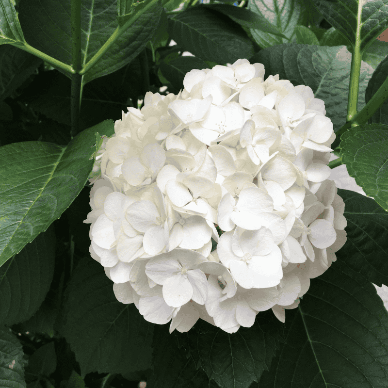 Hydrangea Magical Pearl 20cm