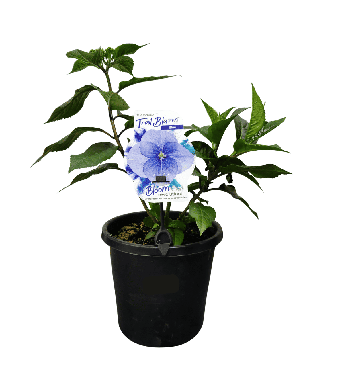 Hydrangea Trail Blazer 20cm
