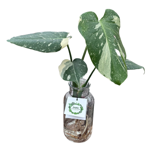 Hydroponics Monstera Thai Constellation Glass