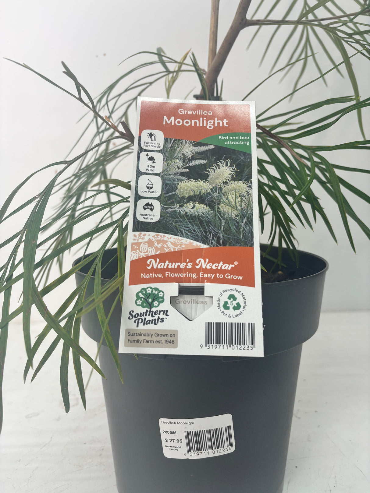 Grevillea Moonlight_ 20cm