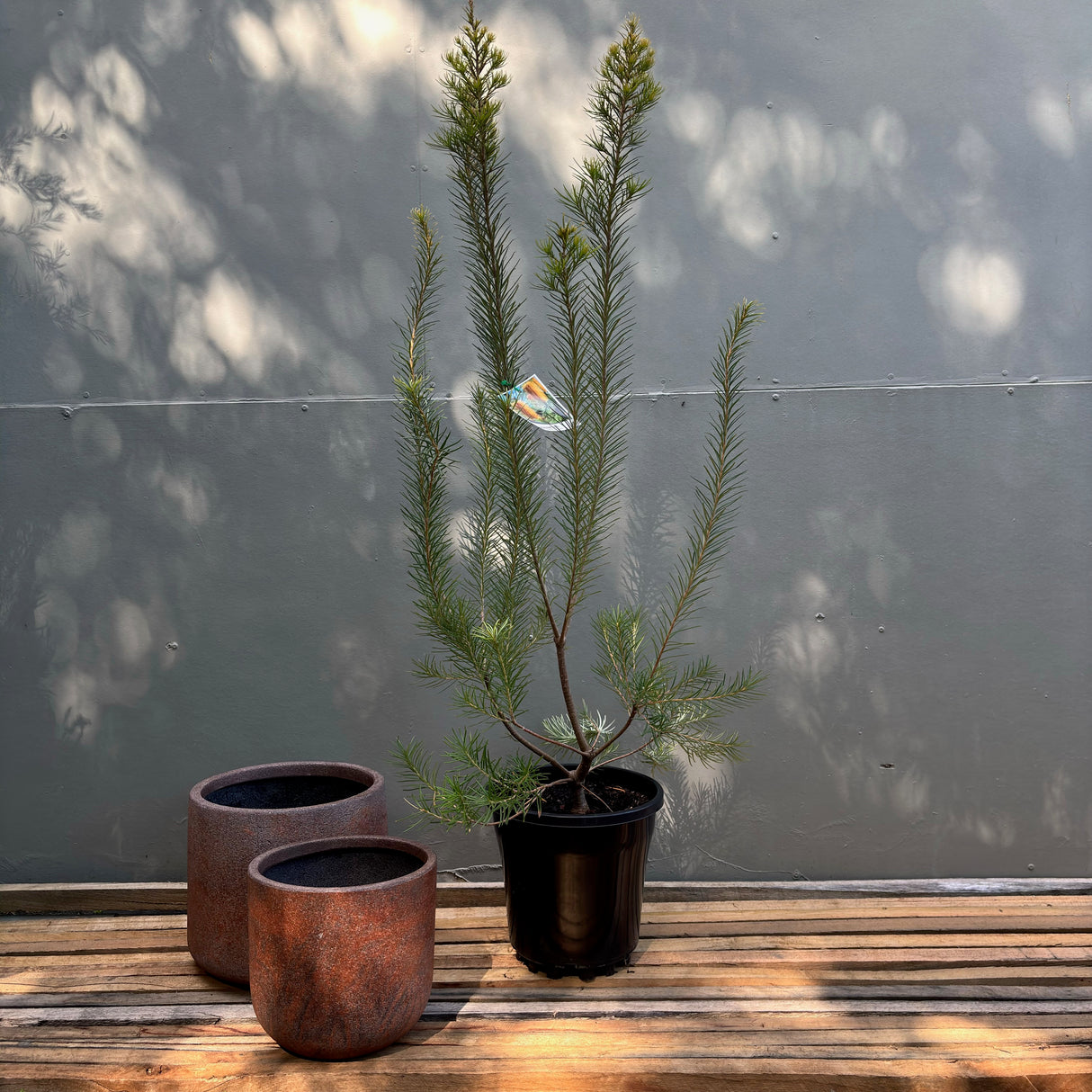 Banksia 'Giant Candles' 25cm