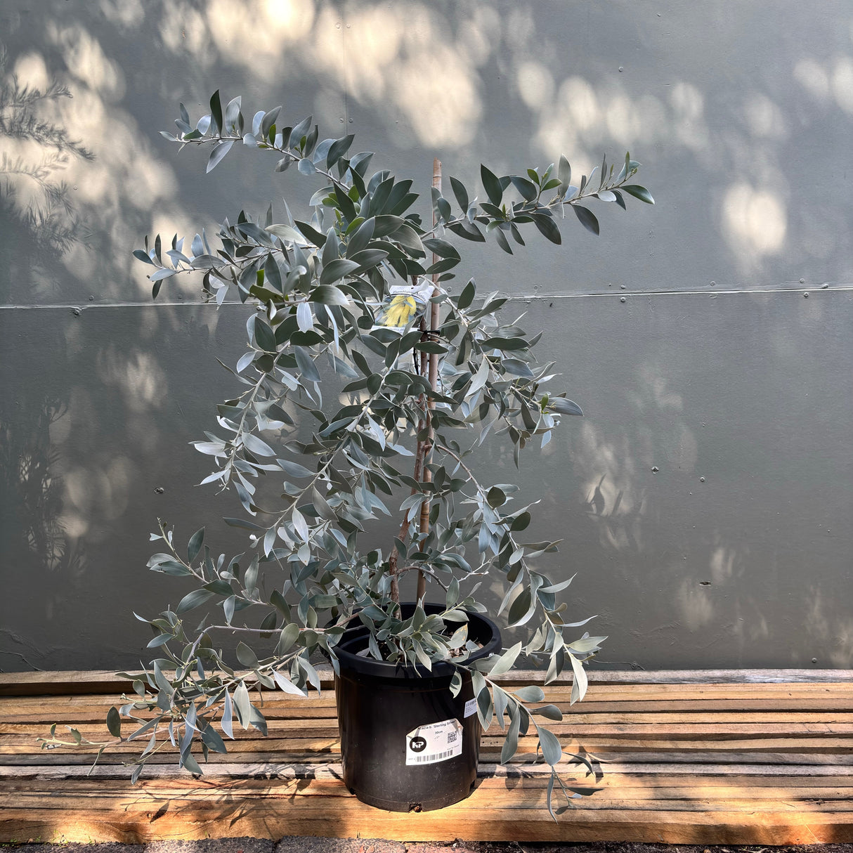 Acacia 'Sterling Silver' 30cm