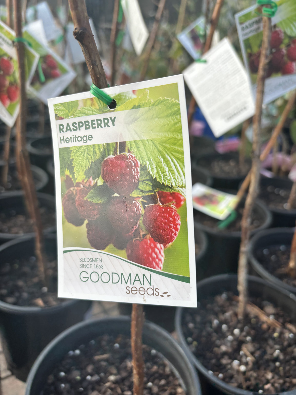 Raspberry Heritage Potted