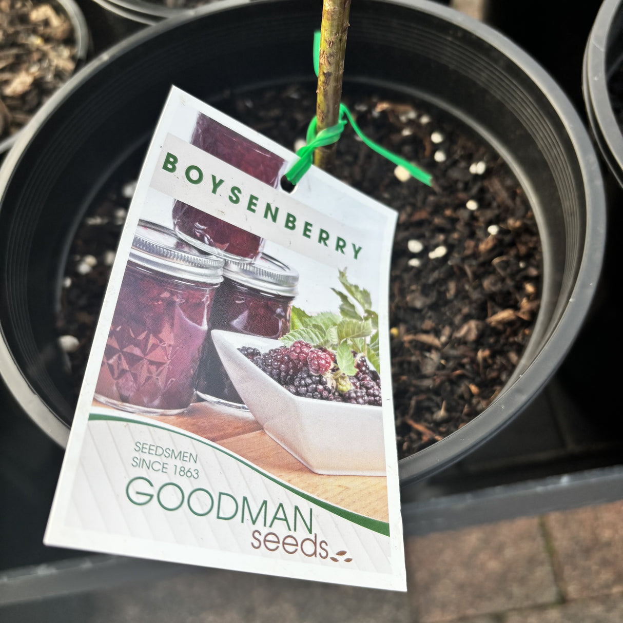 Boysenberry Fresh Potted