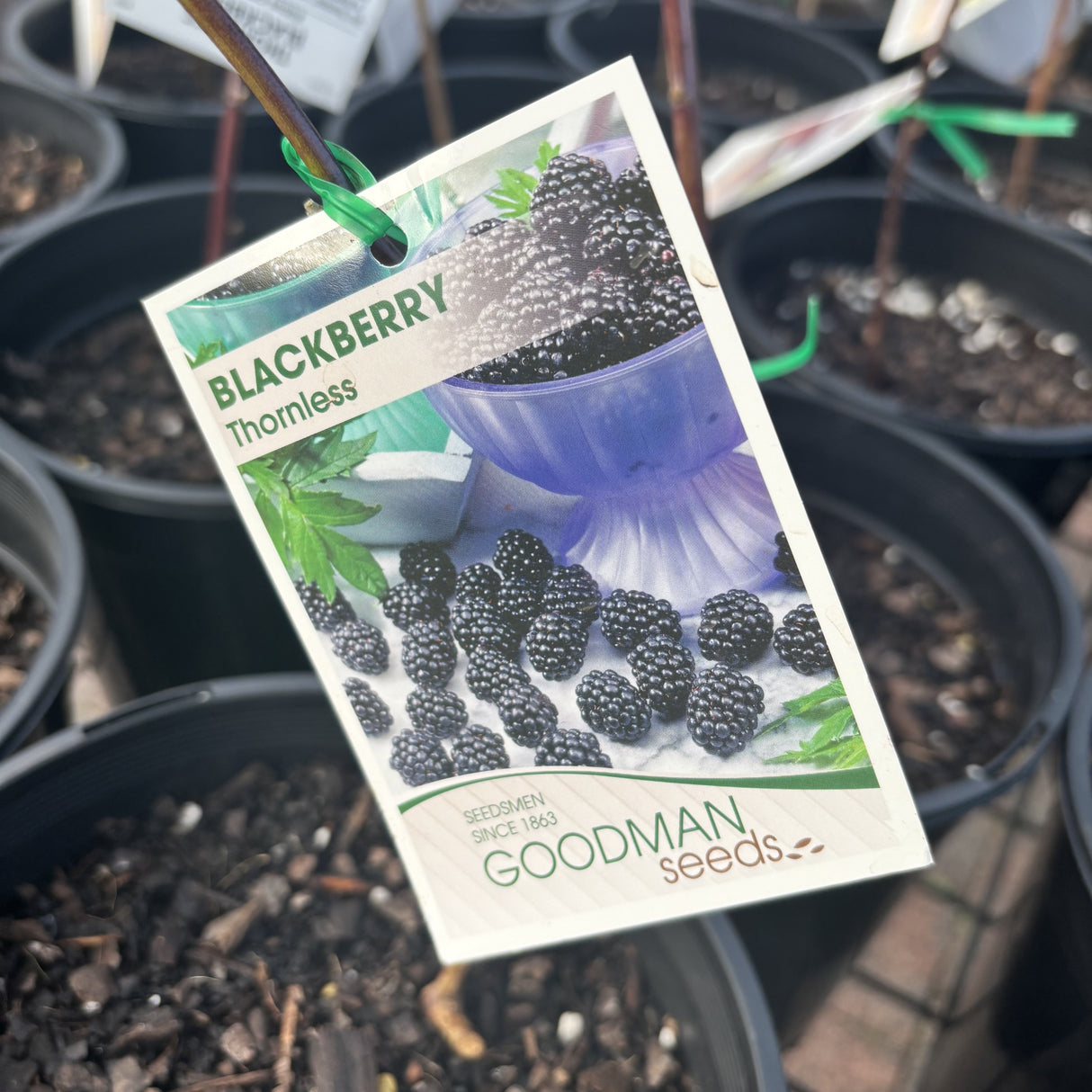 Blackberry Thornless Fresh