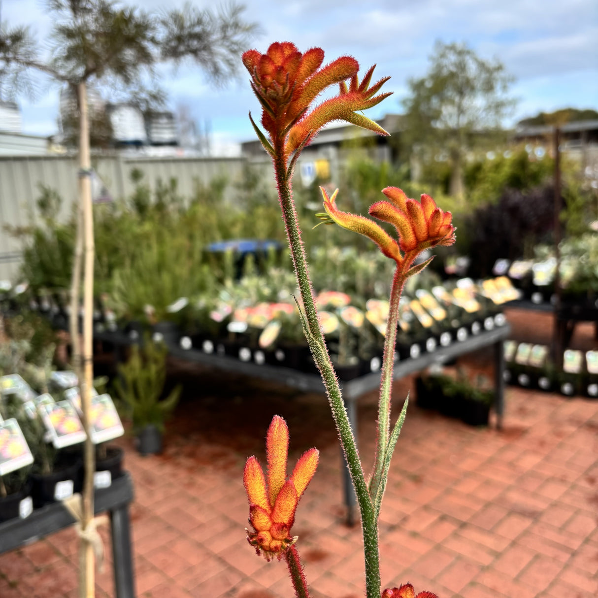 Kangaroo Paw 'Bush Glow' 14cm