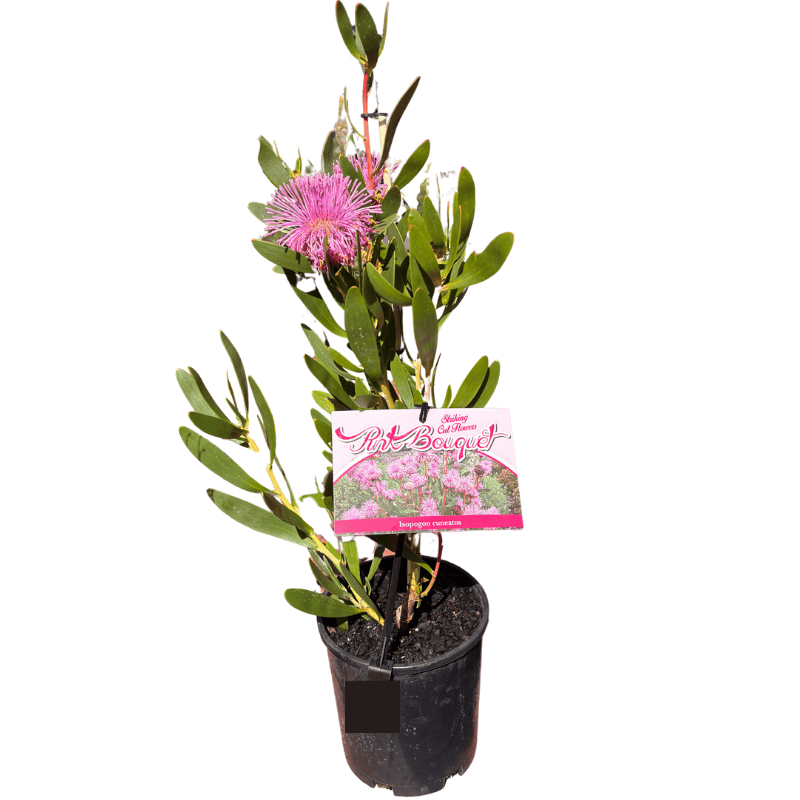 Isopogon Pink Bouquet 14cm