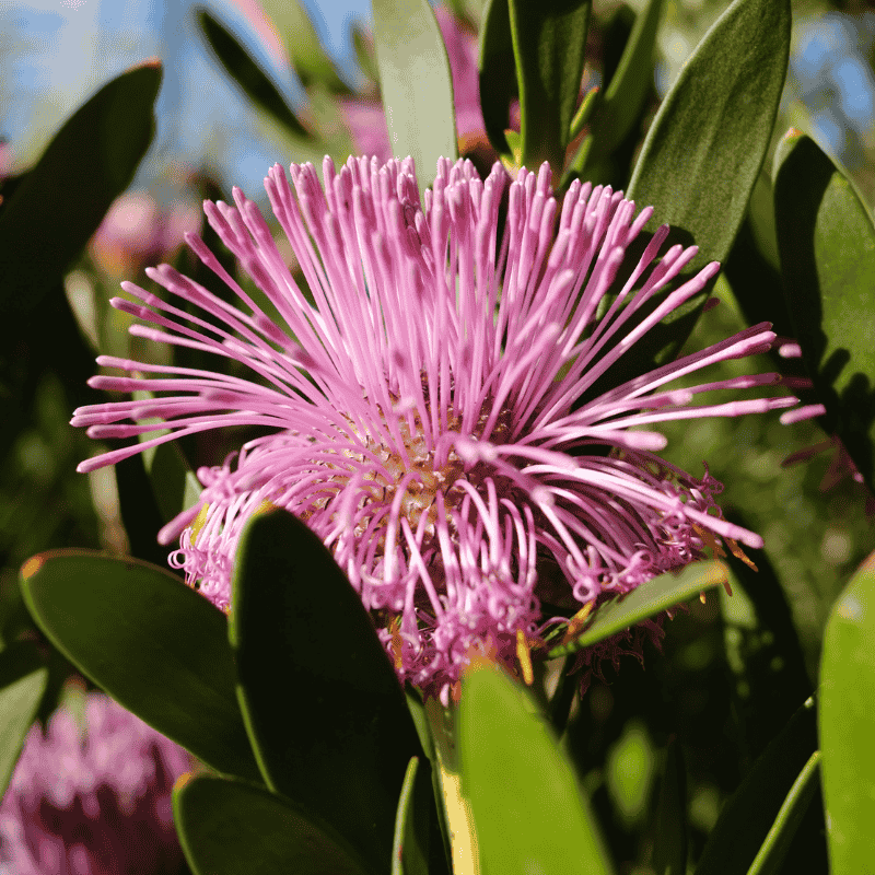 Isopogon Pink Bouquet 14cm