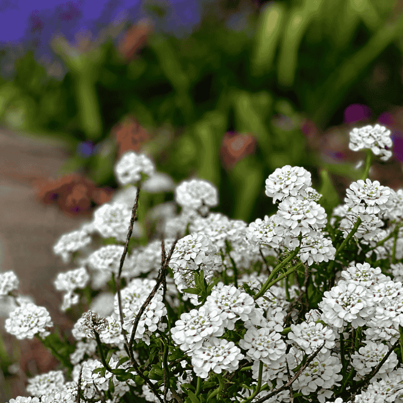 Iberis Whiteout 14cm