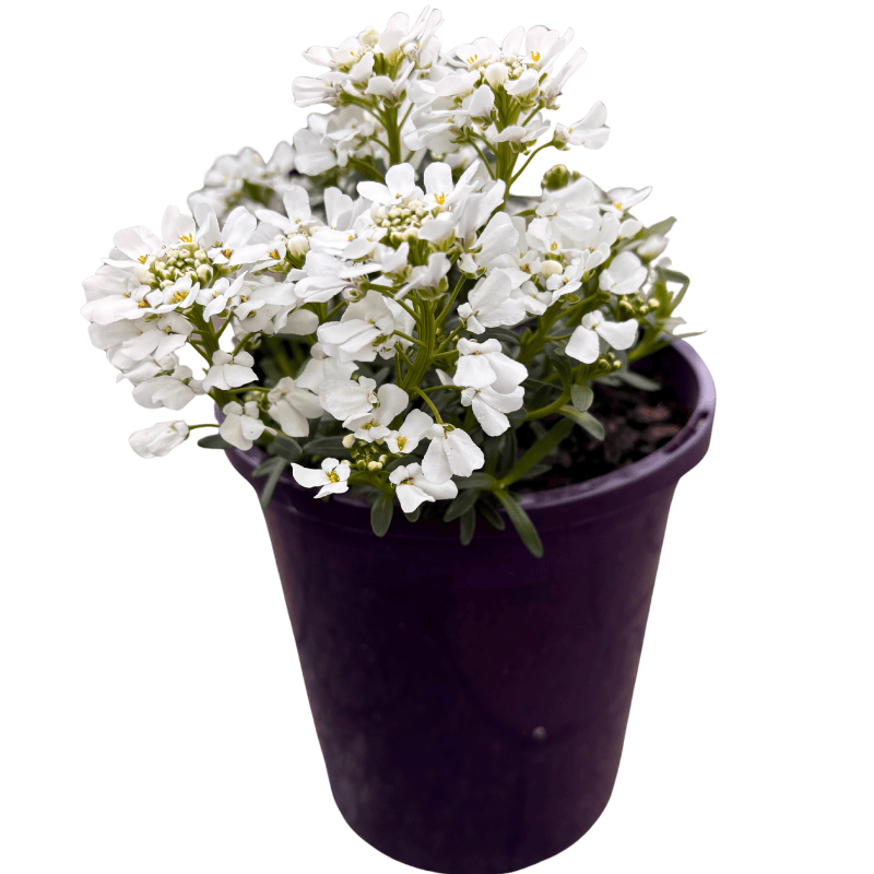 Iberis 'Winter Glow' 14cm