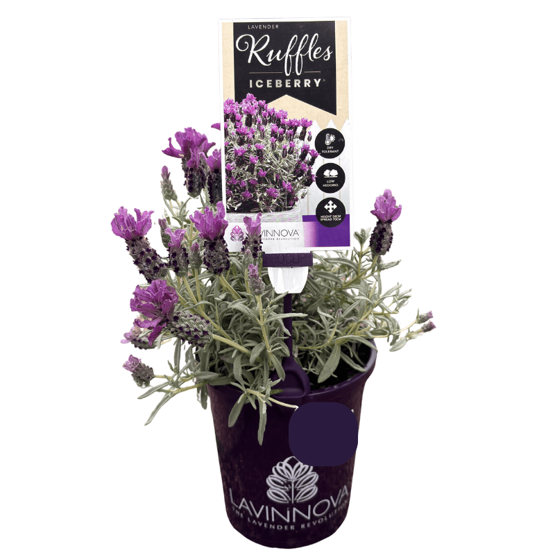Lavender Iceberry Ruffles 14cm