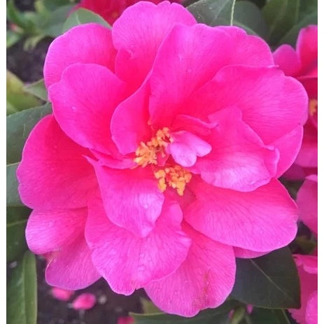 Camellia 'Illumination' 25cm
