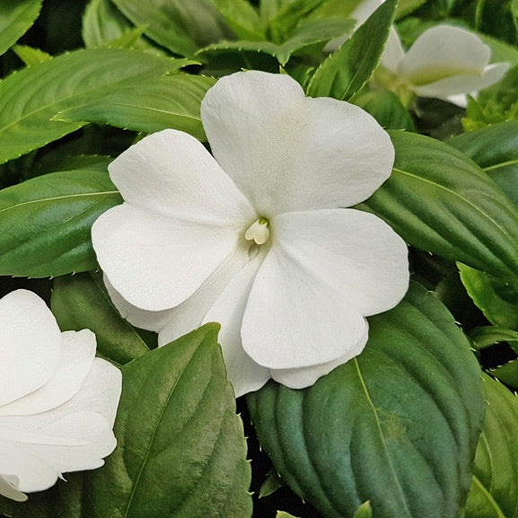 Impatiens New Guinea White
