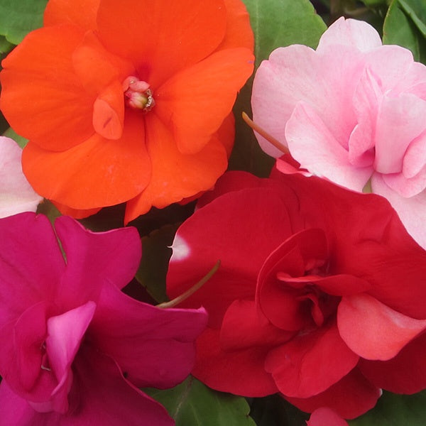 Impatiens Rosette Mixed