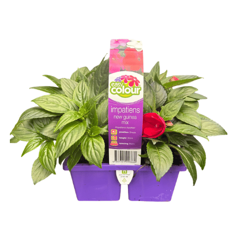 Impatiens New Guinea Mix