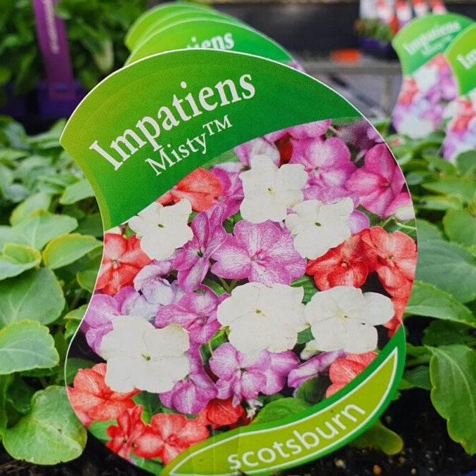 Impatiens Misty Punnet