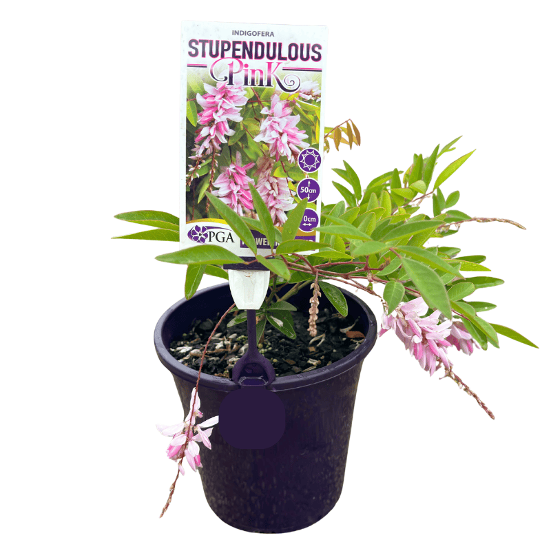 Indigofera 'Stupendulous Pink' 18cm