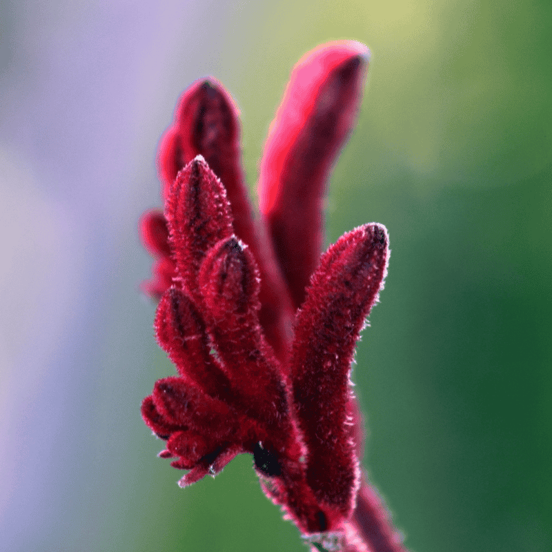 Kangaroo Paw Bush Inferno 14cm
