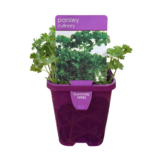 Parsley Curly 10cm