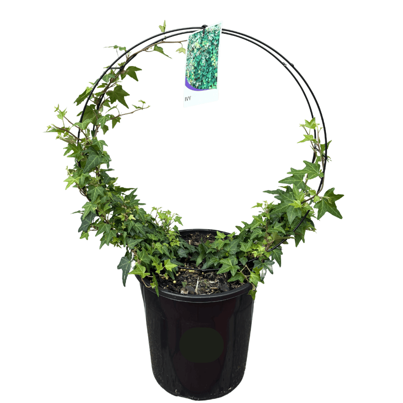 Hedera Pittsburgh 20cm Hoop