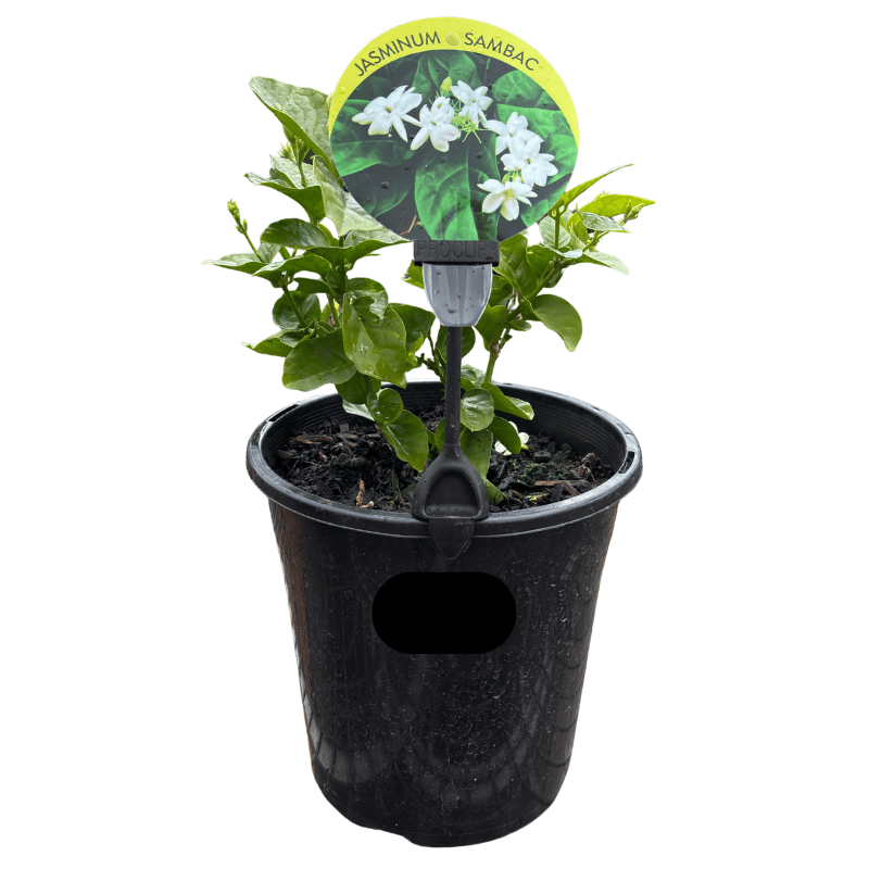 Jasminum sambac 18cm