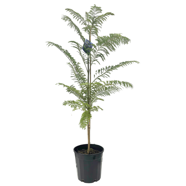 Jacaranda mimosifolia 20cm