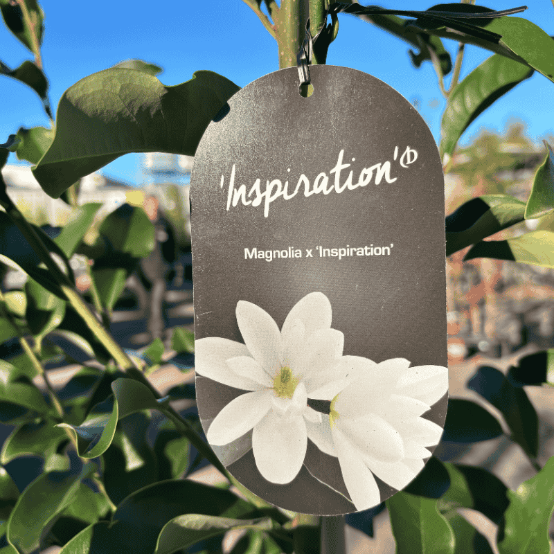 Magnolia 'Inspiration' 40cm