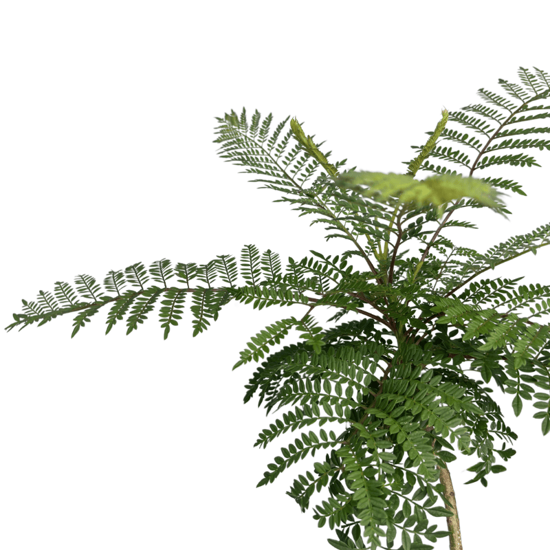 Jacaranda mimosifolia 40cm