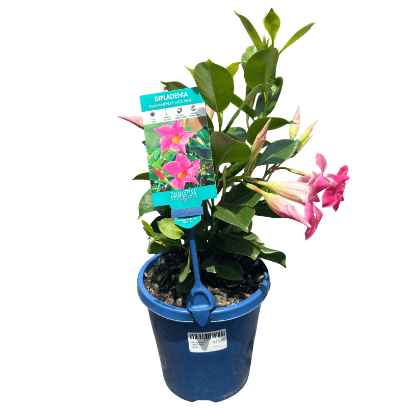 Mandevilla Jade Pink 15cm