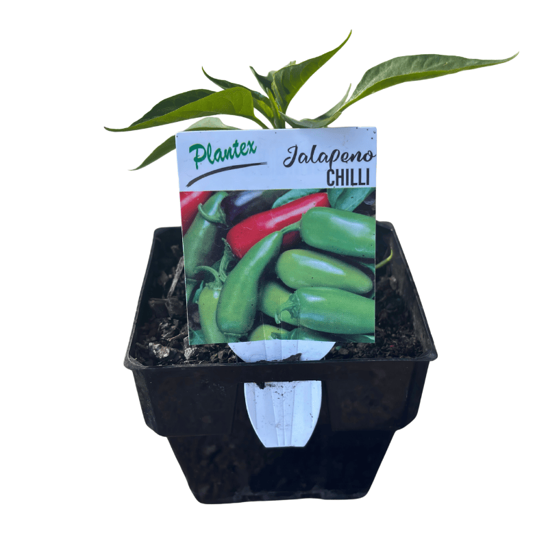 Chilli 'Jalapeno' 10cm