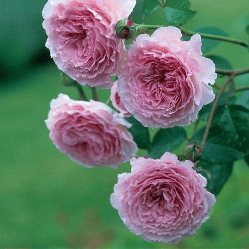 Rose 'James Galway' 20cm Climbing New Release 2026