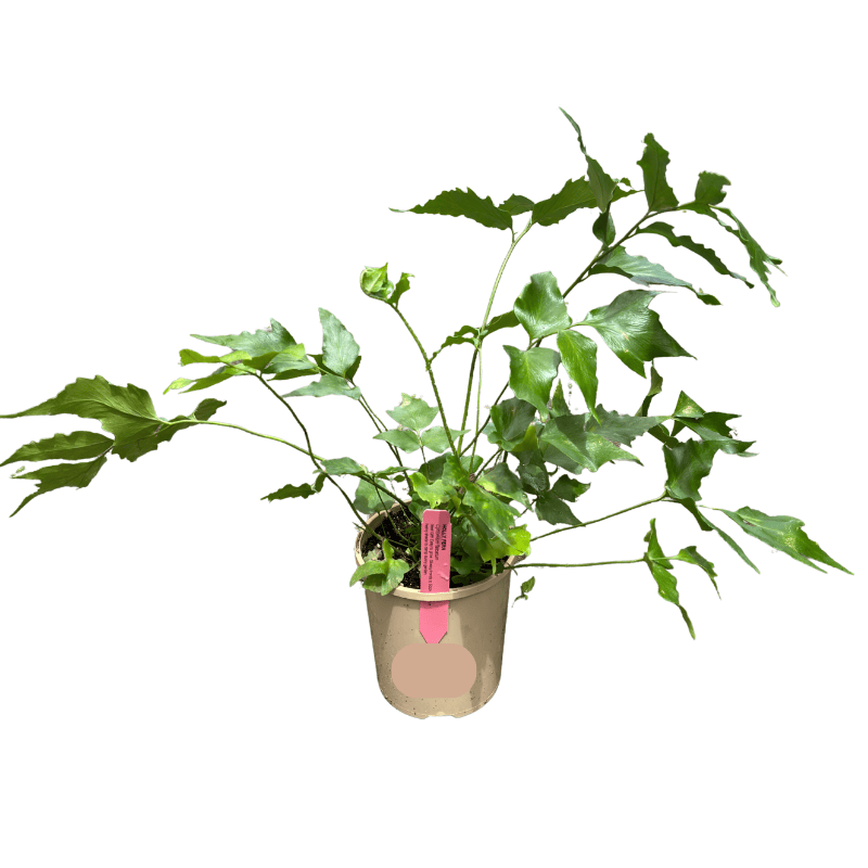 Cyrtomium falcatum 12cm