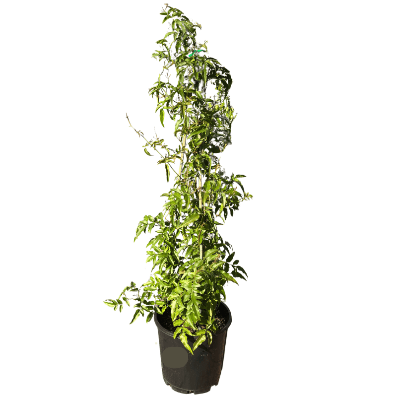 Jasminum polyanthum 20cm