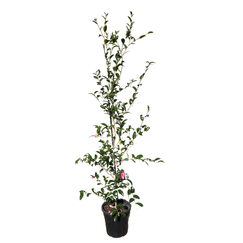 Camellia sasanqua Jennifer Susan 25cm