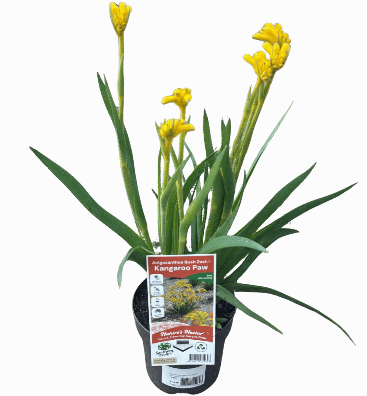 Kangaroo Paw 'Bush Zest' 14cm
