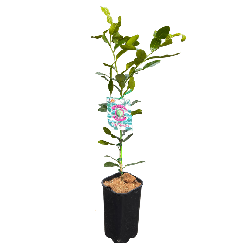Lime Kaffir 17cm