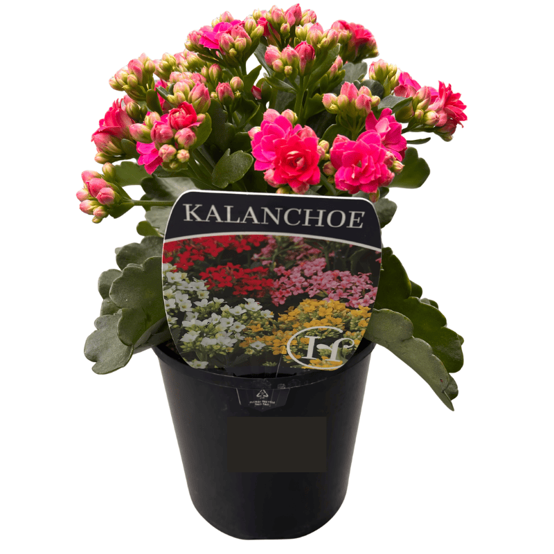 Kalanchoe Assorted 13cm