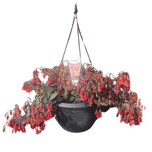 Kalanchoe Trailing Assorted 27cm Basket