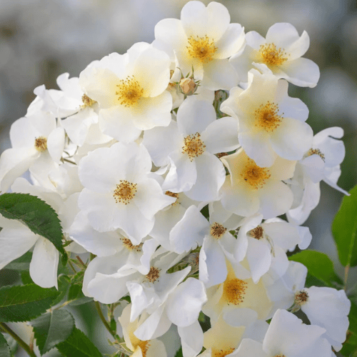 Rose 'Kew Gardens' 20cm New Release 2026